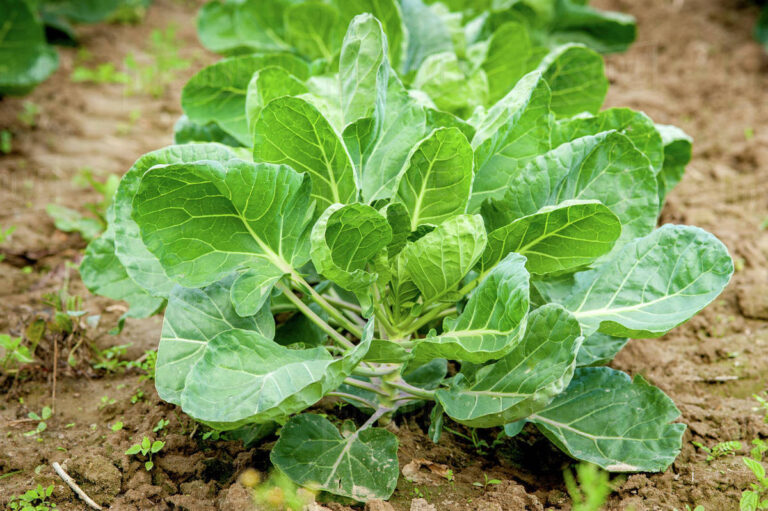 Lân (P) Và Vai Trò Của Lân Đối Với Cây Trồng