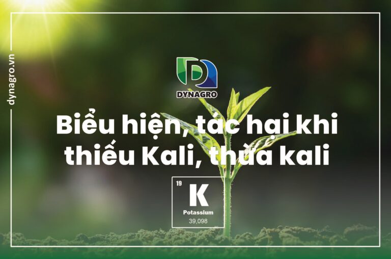 Biểu Hiện, Tác Hại Khi Thừa Kali, Thiếu Kali Ở Cây Trồng