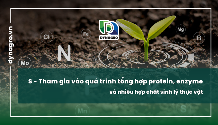 Lưu Huỳnh tham gia vào quá trình tổng hợp protein, enzyme, và nhiều hợp chất sinh lý thực vật