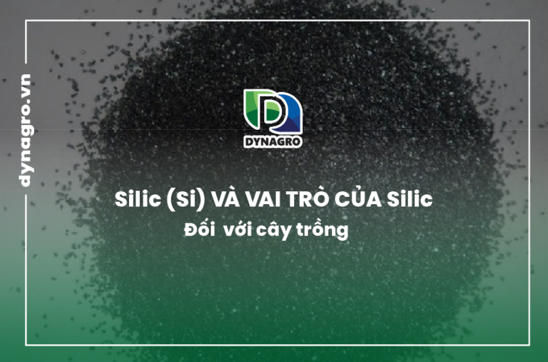 Silic-va-vai-tro-cua-silic-doi-voi-cay-trong