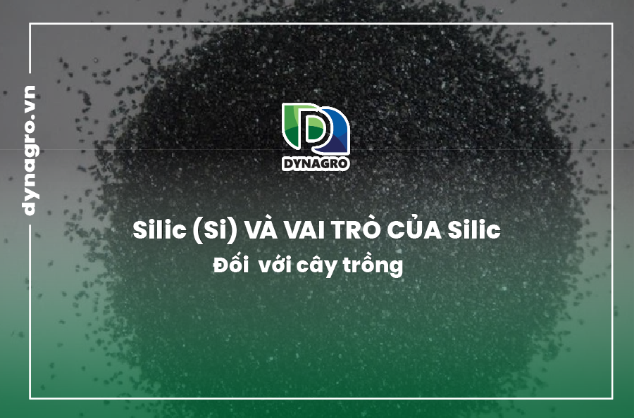 Silic-va-vai-tro-cua-silic-doi-voi-cay-trong