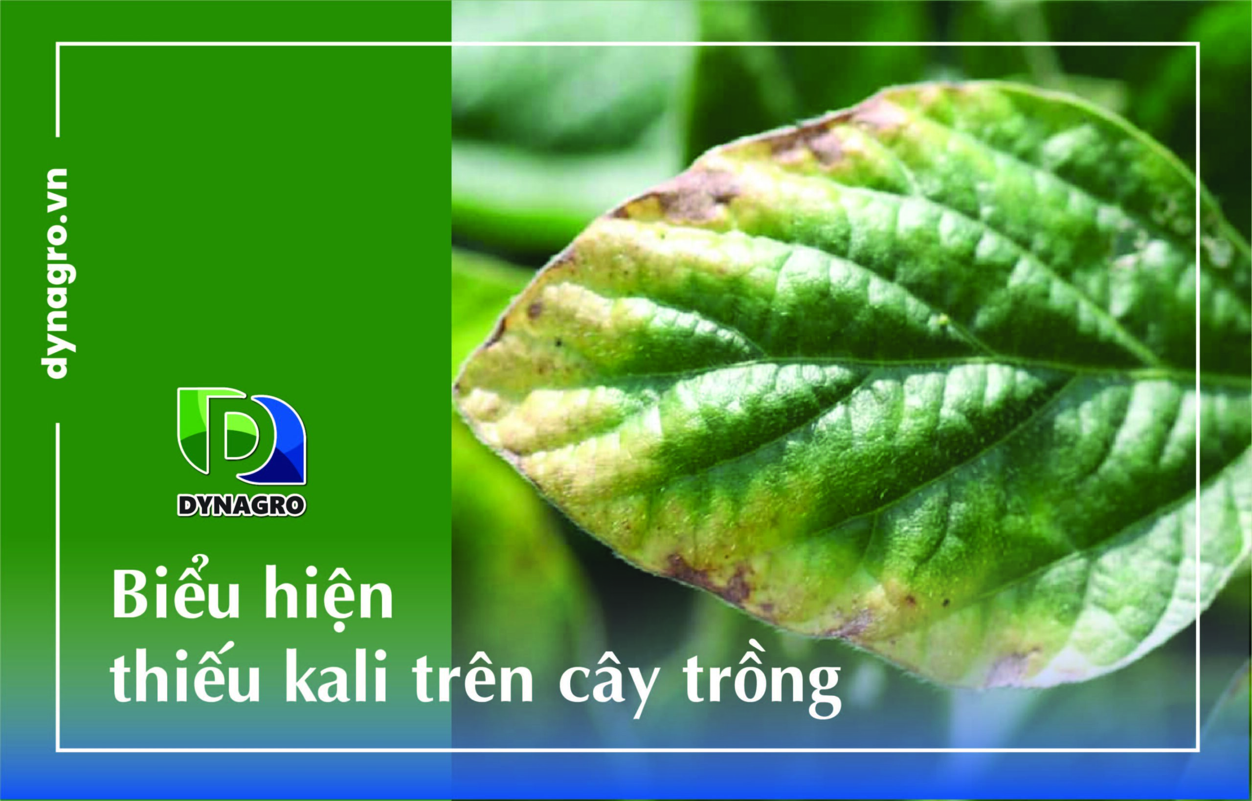 thiếu kali, thừa kali