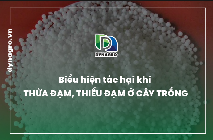 thiếu đạm ở cây trồng