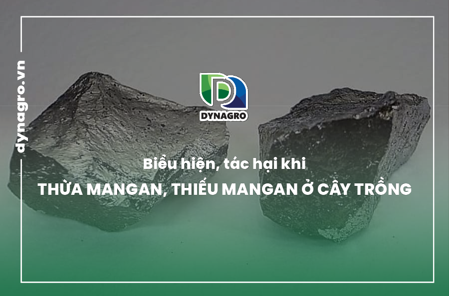 biểu hiện tác hại khi thừa mangan, thiếu mangan
