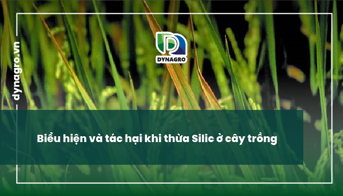 bieu-hien-bieu-hien-tac-hai-khi-thua-silic-thieu-silic-o-cay-trong