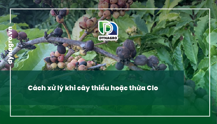 Clo ở cây trồng
