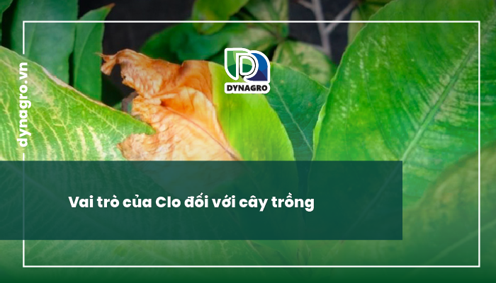 Clo ở cây trồng