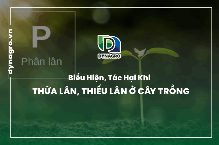 Biểu hiện, tác hại khi thừa lân, thiếu lân ở cây trồng