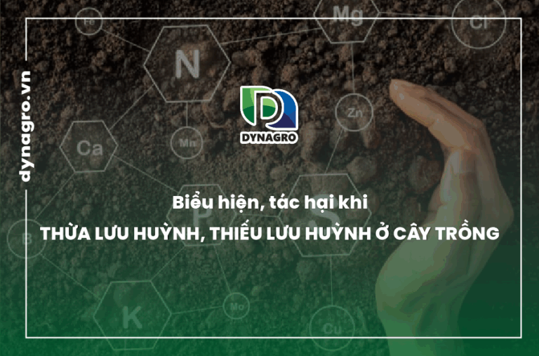 Biểu hiện, tác hại khi thừa lưu huỳnh, thiếu lưu huỳnh ở cây trồng