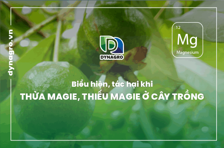bieu-hien-tac-hai-khi-thua-magie-thieu-magie-o-cay-trong