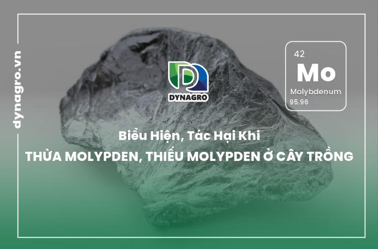 bieu-hien-tac-hai-khi-thua-molypden-thieu-molypden-o-cay-trong