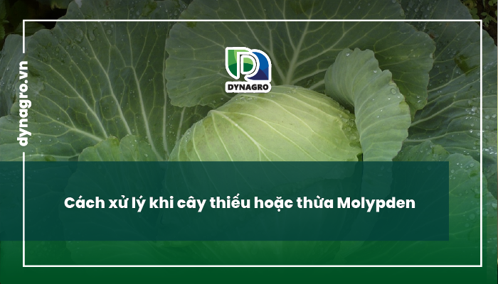 Molypden ở cây trồng