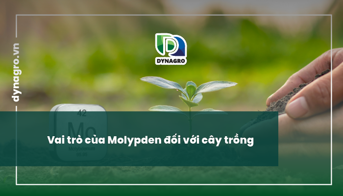 Molypden ở cây trồng