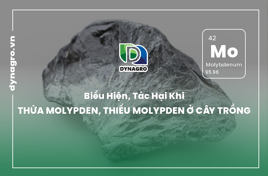 bieu-hien-tac-hai-khi-thua-molypden-thieu-molypden-o-cay-trong