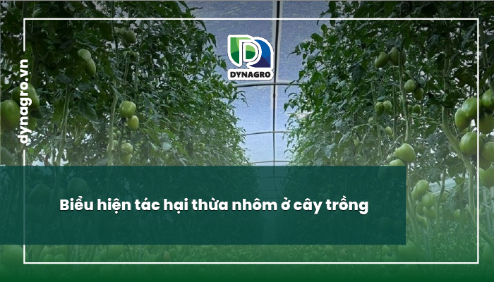 thừa nhôm, thiếu nhôm