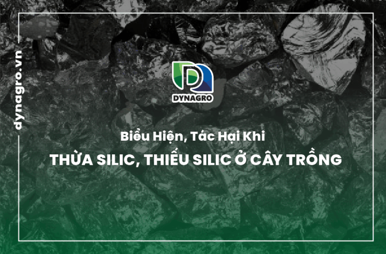bieu-hien-tac-hai-khi-thua-silic-thieu-silic-o-cay-trong