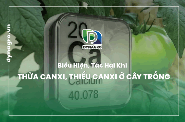 bieu-hien-thieu-thua-canxi