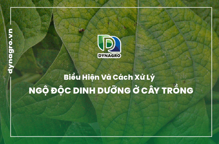 bieu-hien-va-cach-xu-ly-ngo-doc-dinh-duong