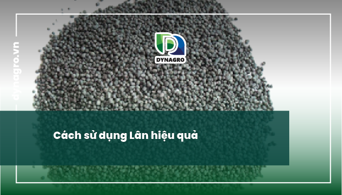 vai trò của lân - cách sử dụng lân hiệu quả