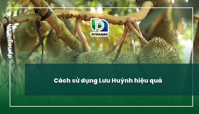 vai trò của lưu huỳnh và Cách sử dụng Lưu Huỳnh hiệu quả