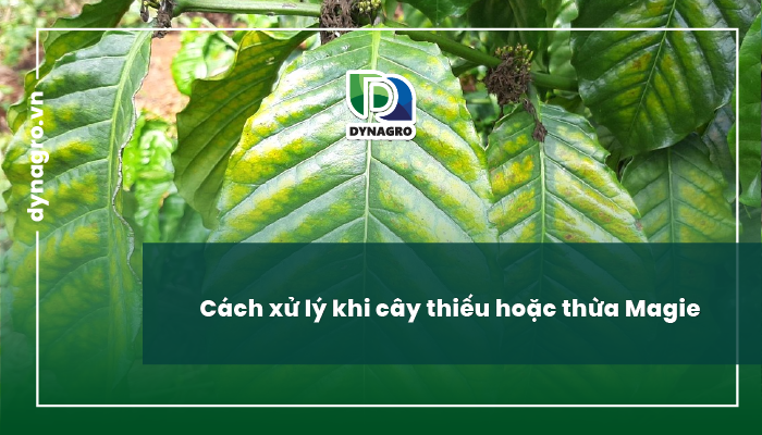 Cách xử lý khi cây thiếu hoặc thừa Magie