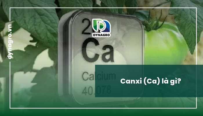 canxi-dinh-nghia-canxi-va-vai-tro-cua-canxi-doi-voi-cay-trong