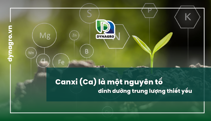 Canxi là gì?