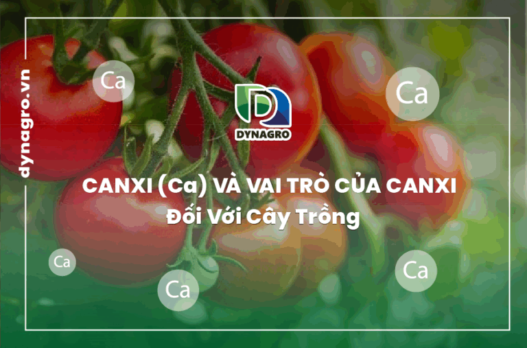 Canxi (Ca) Và Vai Trò Của Canxi Đối Với Cây Trồng