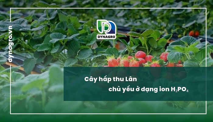 Cây hấp thu lân - biểu hiện thiếu lân, thừa lân