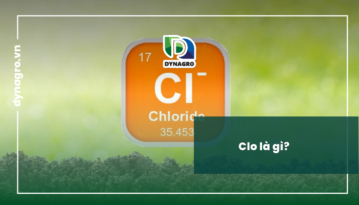Clo là gì