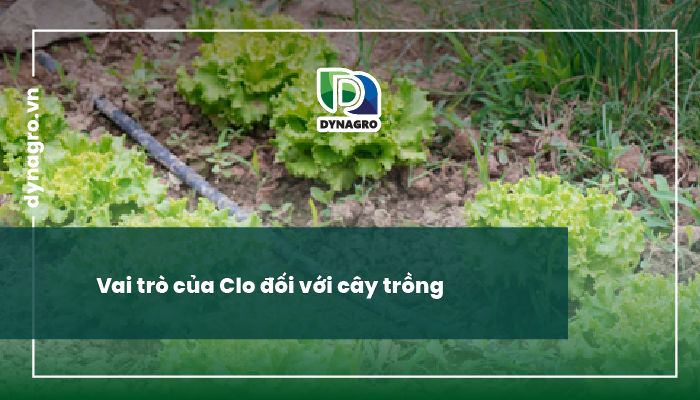 Clo là gì