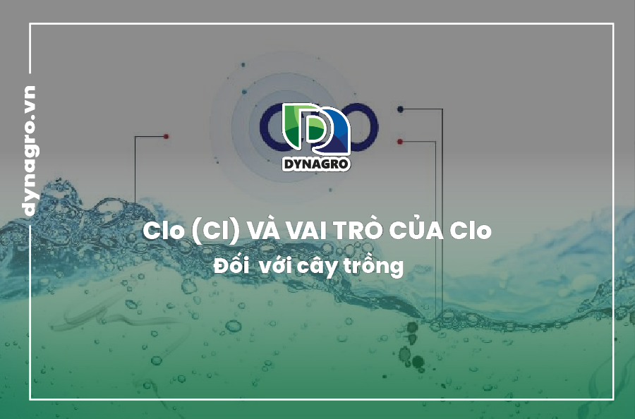 clo-va-vai-tro-cua-clo-doi-voi-cay-trong