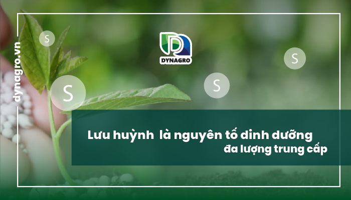 vai trò của Lưu Huỳnh là gì?