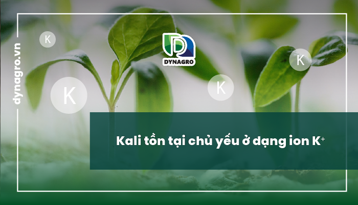 kali-dinh-nghia-kali-va-vai-tro-cua-kali-doi-voi-cay-trong