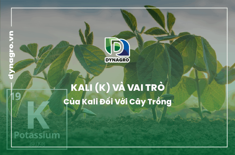kali-va-vai-tro-cua-kali-doi-voi-cay-trong