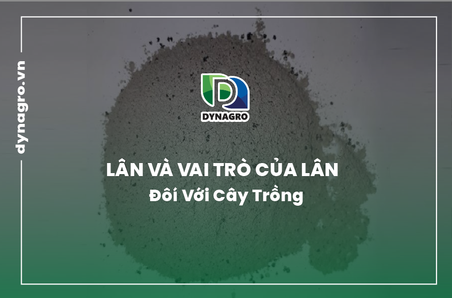 vai trò của Lân