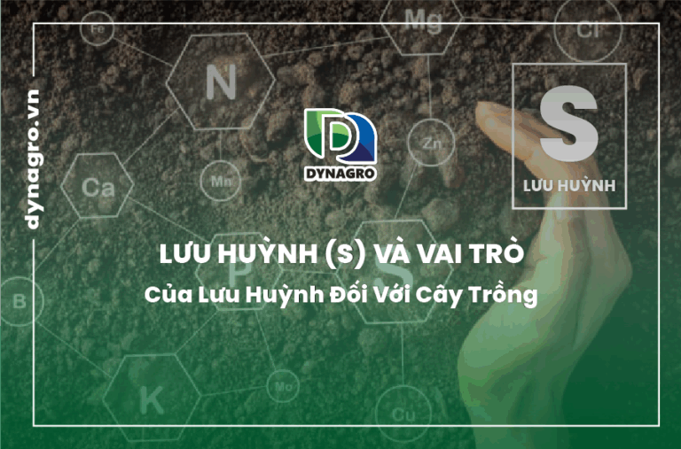 Lưu huỳnh và vai trò của lưu huỳnh