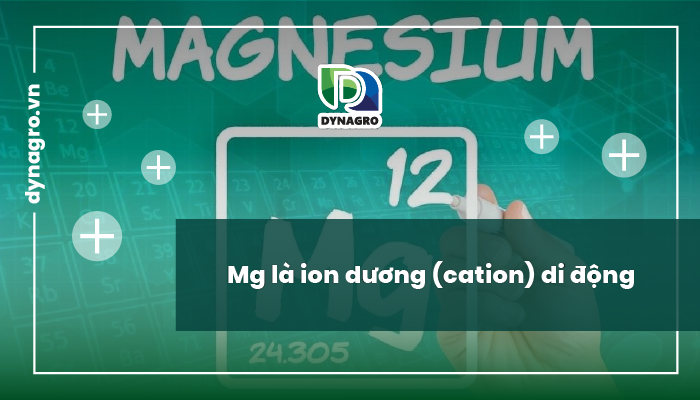 Mg là ion dương (cation) di động