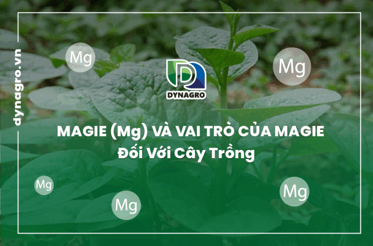 magie-va-vai-tro-cua-magie-doi-voi-cay-trong