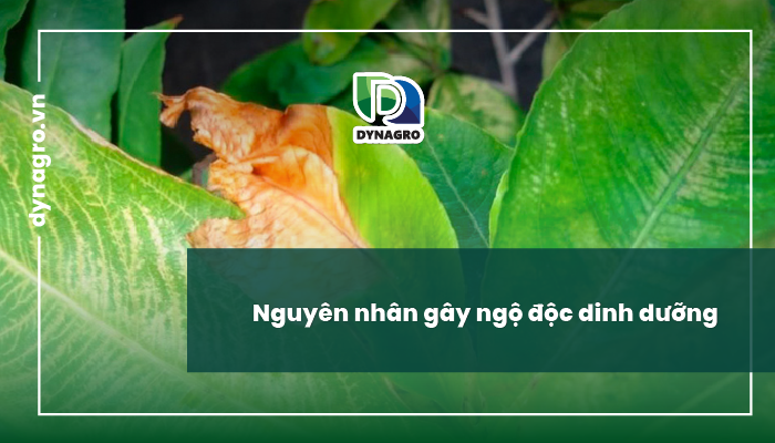 nguyen-nhan-bieu-hien-va-cach-xu-ly-ngo-doc-dinh-duong