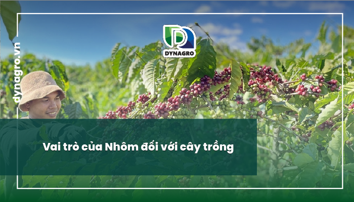 vai trò của nhôm