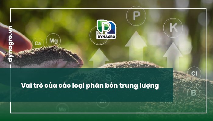 Vai trò của các loại phân bón trung lượng