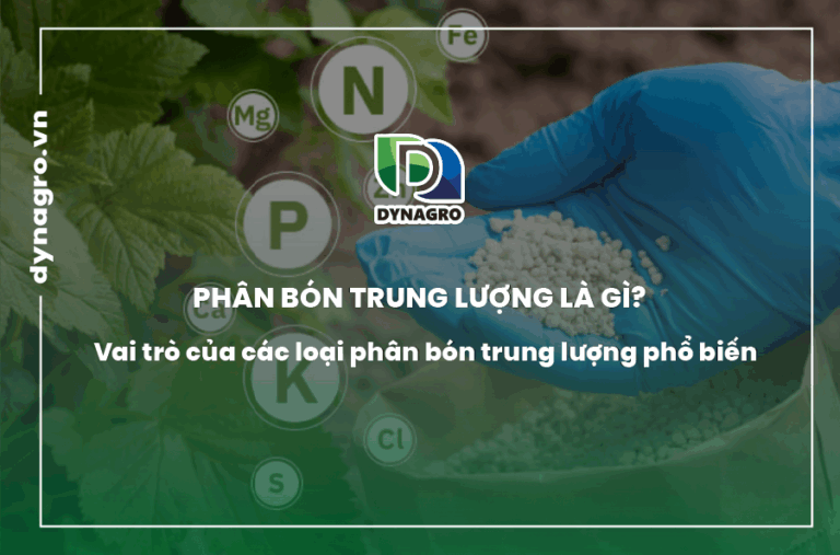 Phân bón trung lượng là gì? Vai trò của các loại phân bón trung lượng phổ biến