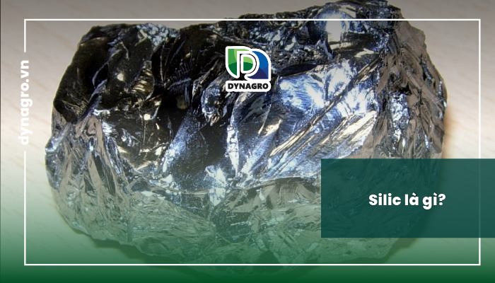 silic-la-gi-bieu-hien-tac-hai-khi-thua-silic-thieu-silic-o-cay-trong