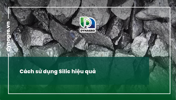 silic là gì