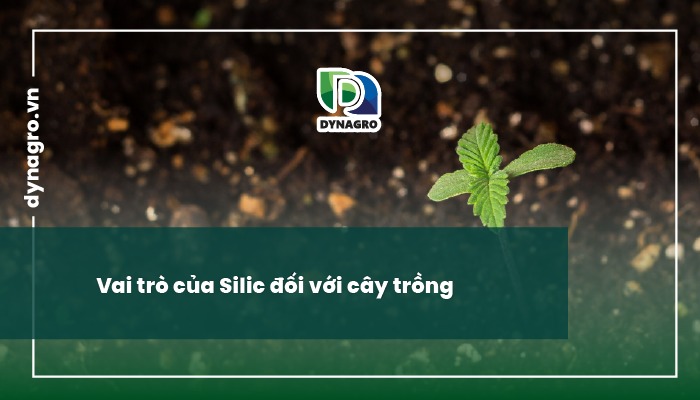 Vai trò của Silic
