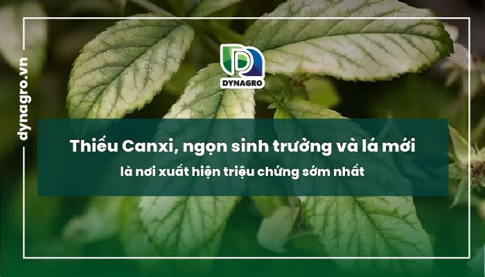 thieu-canxi-bieu-hien-thieu-thua-canxi