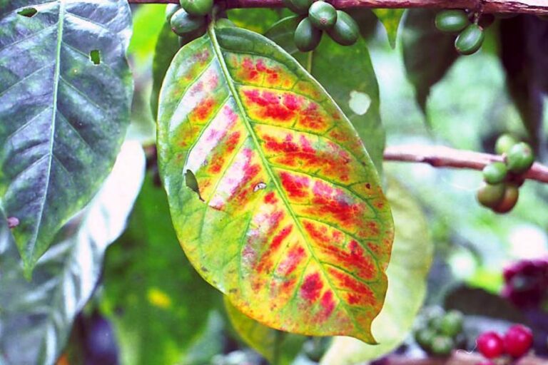 Biểu Hiện, Tác Hại Khi Thừa Đạm, Thiếu Đạm Ở Cây Trồng