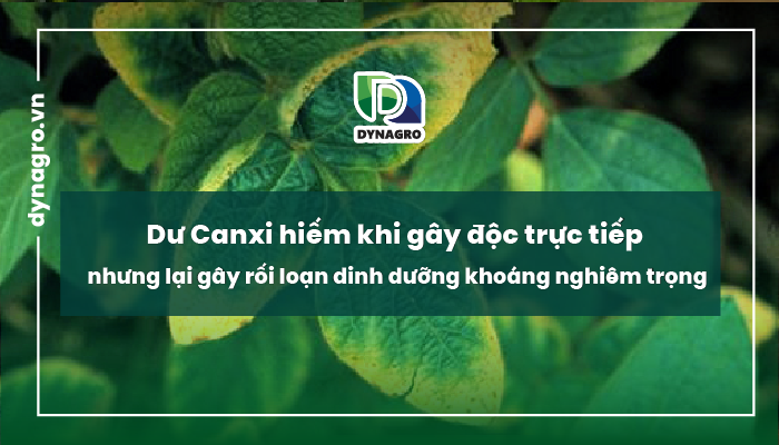 Biểu hiện và tác hại khi thừa Canxi ở cây trồng​