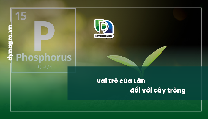 Vai trò của Lân